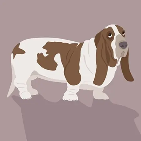 Vektorová ilustrace baseta z psího pexesa.