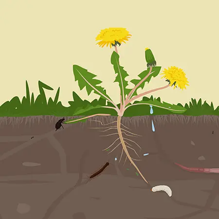 Naučná ilustrace pro Úkzuz k výstavě v Národním zemědělském muzeu. Pampeliška a její kořeny v zemi. K ní cestičkami v půdě putují brouci.