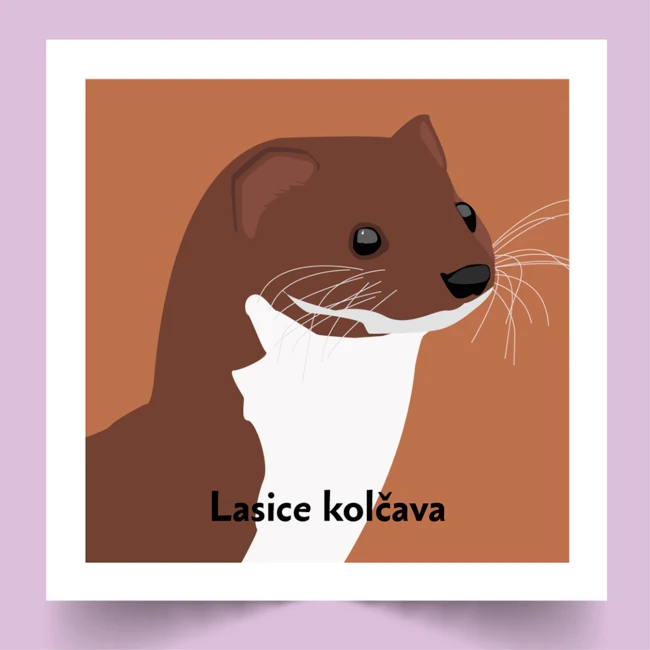 Pexeso Koho potkáš v lese